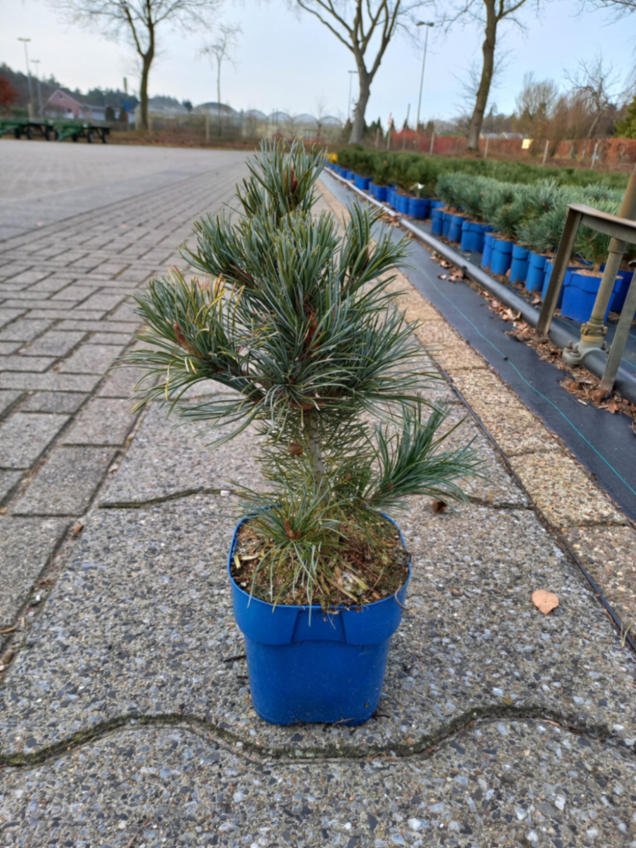 Сосна мелкоцветковая Негиши